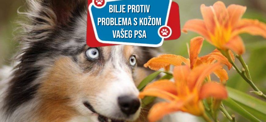BILJE PROTIV PROBLEMA SA KOŽOM VAŠEG PSA