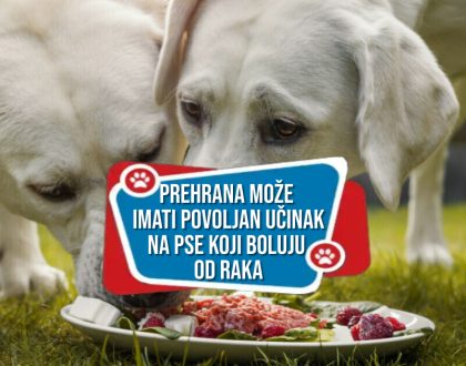 Dobra prehrana može imati povoljan učinak na pse koji boluju od raka