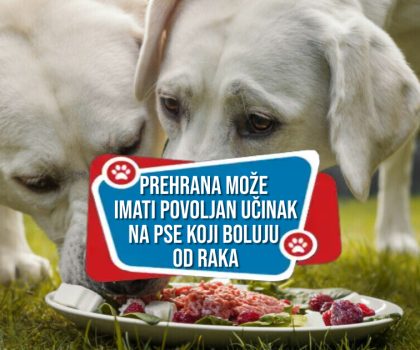 Dobra prehrana može imati povoljan učinak na pse koji boluju od raka