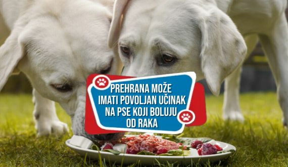 Dobra prehrana može imati povoljan učinak na pse koji boluju od raka