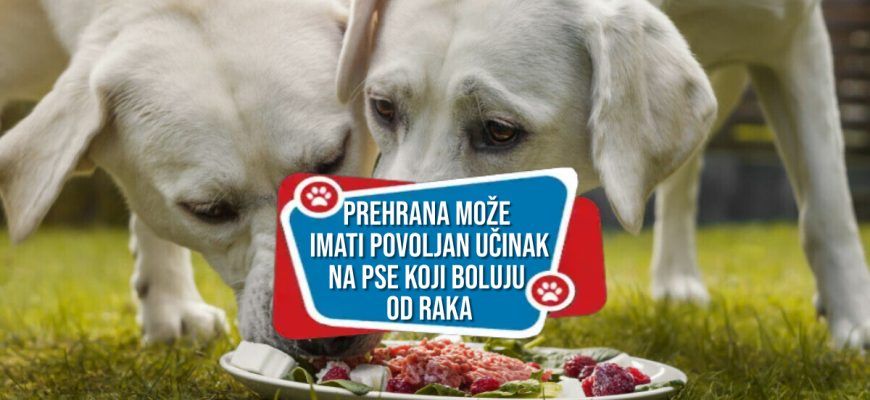 Dobra prehrana može imati povoljan učinak na pse koji boluju od raka