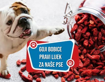 GOJI BOBICE PRAVI LIJEK ZA NAŠE PSE