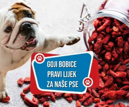 GOJI BOBICE PRAVI LIJEK ZA NAŠE PSE