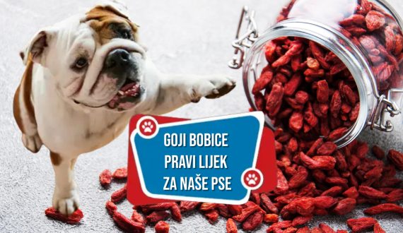GOJI BOBICE PRAVI LIJEK ZA NAŠE PSE