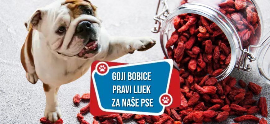 GOJI BOBICE PRAVI LIJEK ZA NAŠE PSE