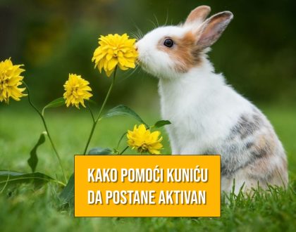 KAKO POMOĆI KUNIĆU DA OSTANE AKTIVAN