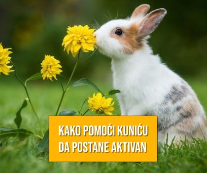 KAKO POMOĆI KUNIĆU DA OSTANE AKTIVAN