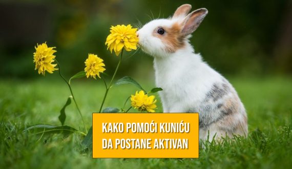 KAKO POMOĆI KUNIĆU DA OSTANE AKTIVAN