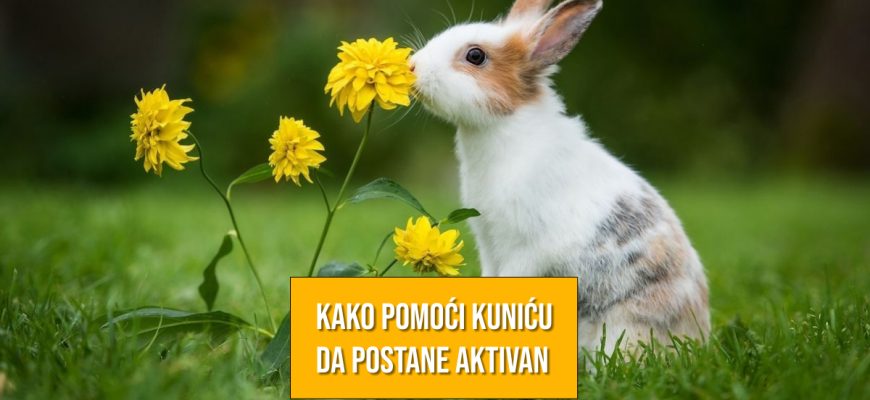 KAKO POMOĆI KUNIĆU DA OSTANE AKTIVAN