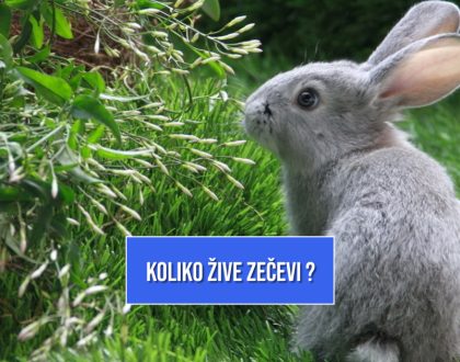 KOLIKO DUGO ŽIVE ZEČEVI
