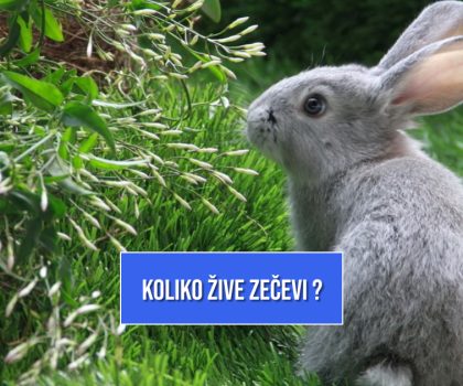 KOLIKO DUGO ŽIVE ZEČEVI