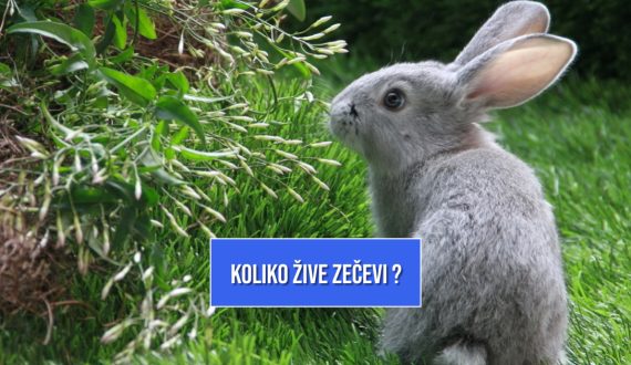 KOLIKO DUGO ŽIVE ZEČEVI