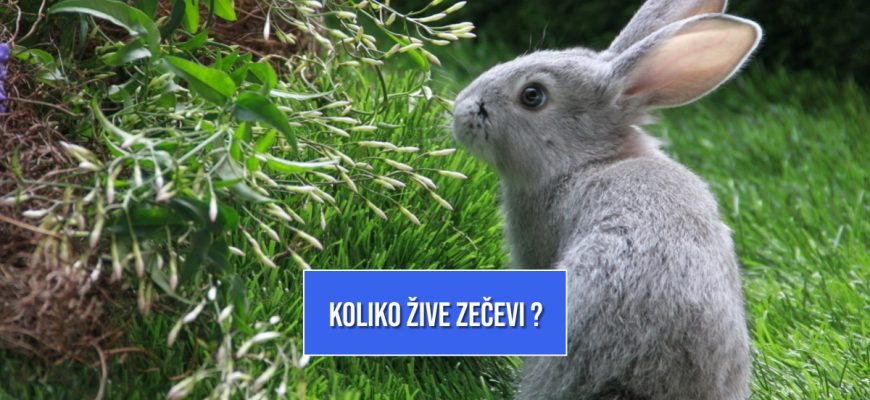 KOLIKO DUGO ŽIVE ZEČEVI