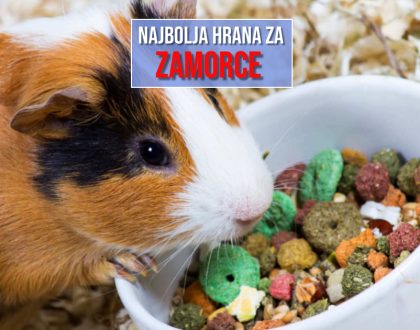 NAJBOLJA HRANA ZA ZAMORCE