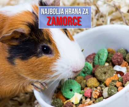 NAJBOLJA HRANA ZA ZAMORCE