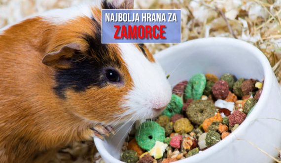 NAJBOLJA HRANA ZA ZAMORCE