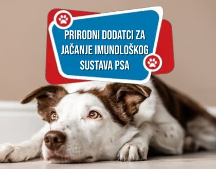 Prirodni dodatci za jačanje imunološkog sustava pasa