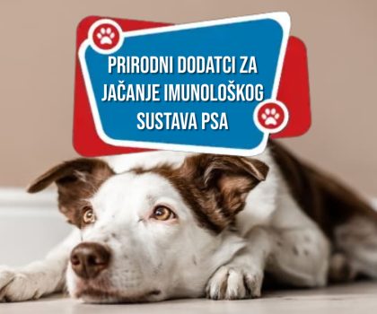 Prirodni dodatci za jačanje imunološkog sustava pasa