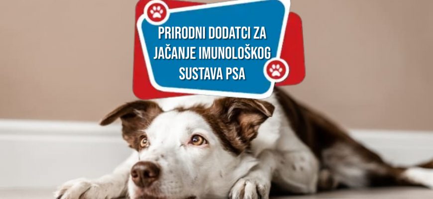 Prirodni dodatci za jačanje imunološkog sustava pasa