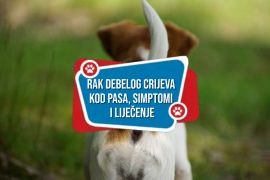 RAK DEBELOG CRIJEVA KOD PASA SIMPTOMI I LIJEČENJE