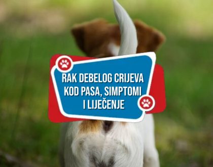 RAK DEBELOG CRIJEVA KOD PASA SIMPTOMI I LIJEČENJE