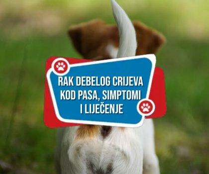 RAK DEBELOG CRIJEVA KOD PASA SIMPTOMI I LIJEČENJE