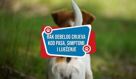 RAK DEBELOG CRIJEVA KOD PASA SIMPTOMI I LIJEČENJE