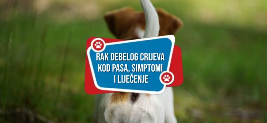 RAK DEBELOG CRIJEVA KOD PASA SIMPTOMI I LIJEČENJE