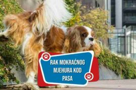 RAK-MOKRACNOG-MJEHURA-KOD-PASA