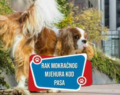 RAK-MOKRACNOG-MJEHURA-KOD-PASA