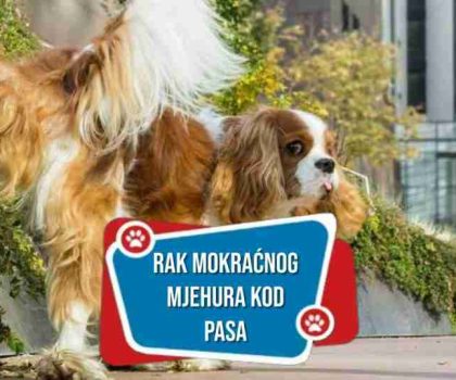 RAK-MOKRACNOG-MJEHURA-KOD-PASA