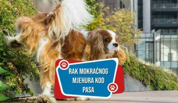 RAK-MOKRACNOG-MJEHURA-KOD-PASA