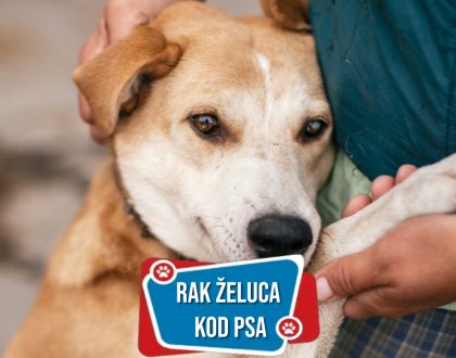 RAK ŽELUCA KOD PSA