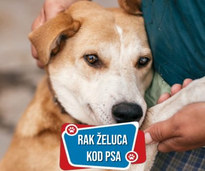 RAK ŽELUCA KOD PSA