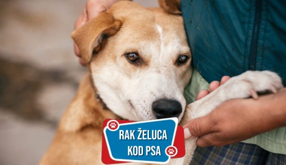 RAK ŽELUCA KOD PSA