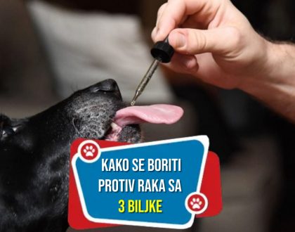 Rak kod pasa kako se boriti protiv njega uz pomoć 3 biljke