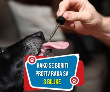 Rak kod pasa kako se boriti protiv njega uz pomoć 3 biljke