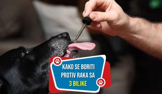 Rak kod pasa kako se boriti protiv njega uz pomoć 3 biljke