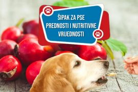 ŠIPAK ZA PSE PREDNOSTI I NUTRITIVNE VRIJEDNOSTI