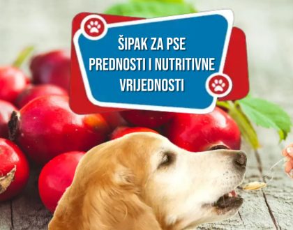 ŠIPAK ZA PSE PREDNOSTI I NUTRITIVNE VRIJEDNOSTI