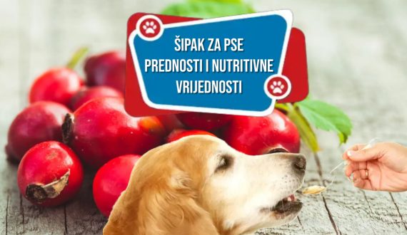 ŠIPAK ZA PSE PREDNOSTI I NUTRITIVNE VRIJEDNOSTI
