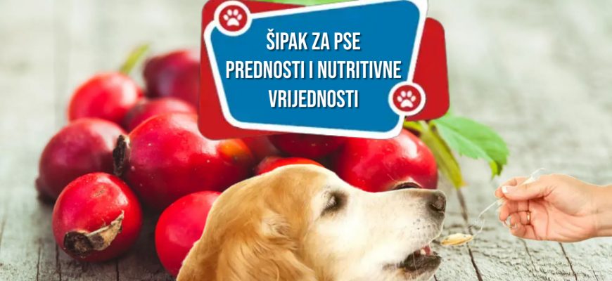 ŠIPAK ZA PSE PREDNOSTI I NUTRITIVNE VRIJEDNOSTI