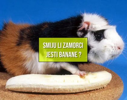 SMIJU LI ZAMORCI JESTI BANANE