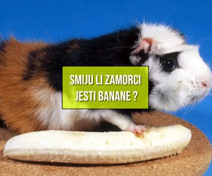 SMIJU LI ZAMORCI JESTI BANANE