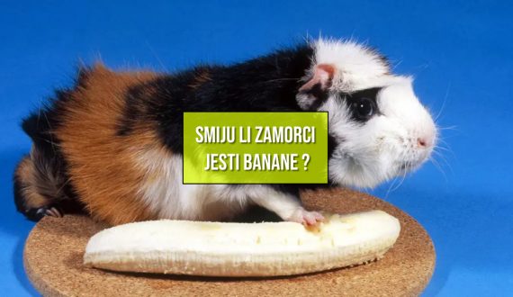 SMIJU LI ZAMORCI JESTI BANANE