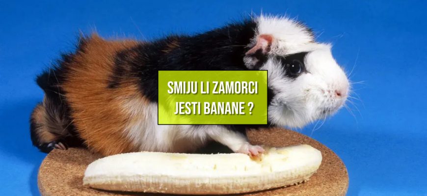 SMIJU LI ZAMORCI JESTI BANANE