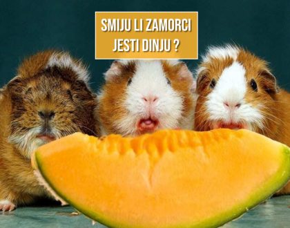 SMIJU LI ZAMORCI JESTI DINJU