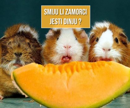SMIJU LI ZAMORCI JESTI DINJU