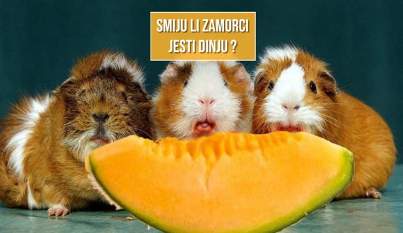 SMIJU LI ZAMORCI JESTI DINJU