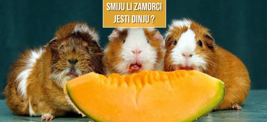 SMIJU LI ZAMORCI JESTI DINJU
